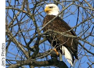 Bald Eagle - Pine Bluff, WI